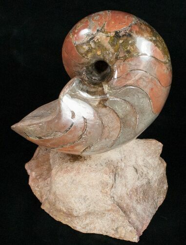 Fossil Nautilus From France - Very Colorful #10974